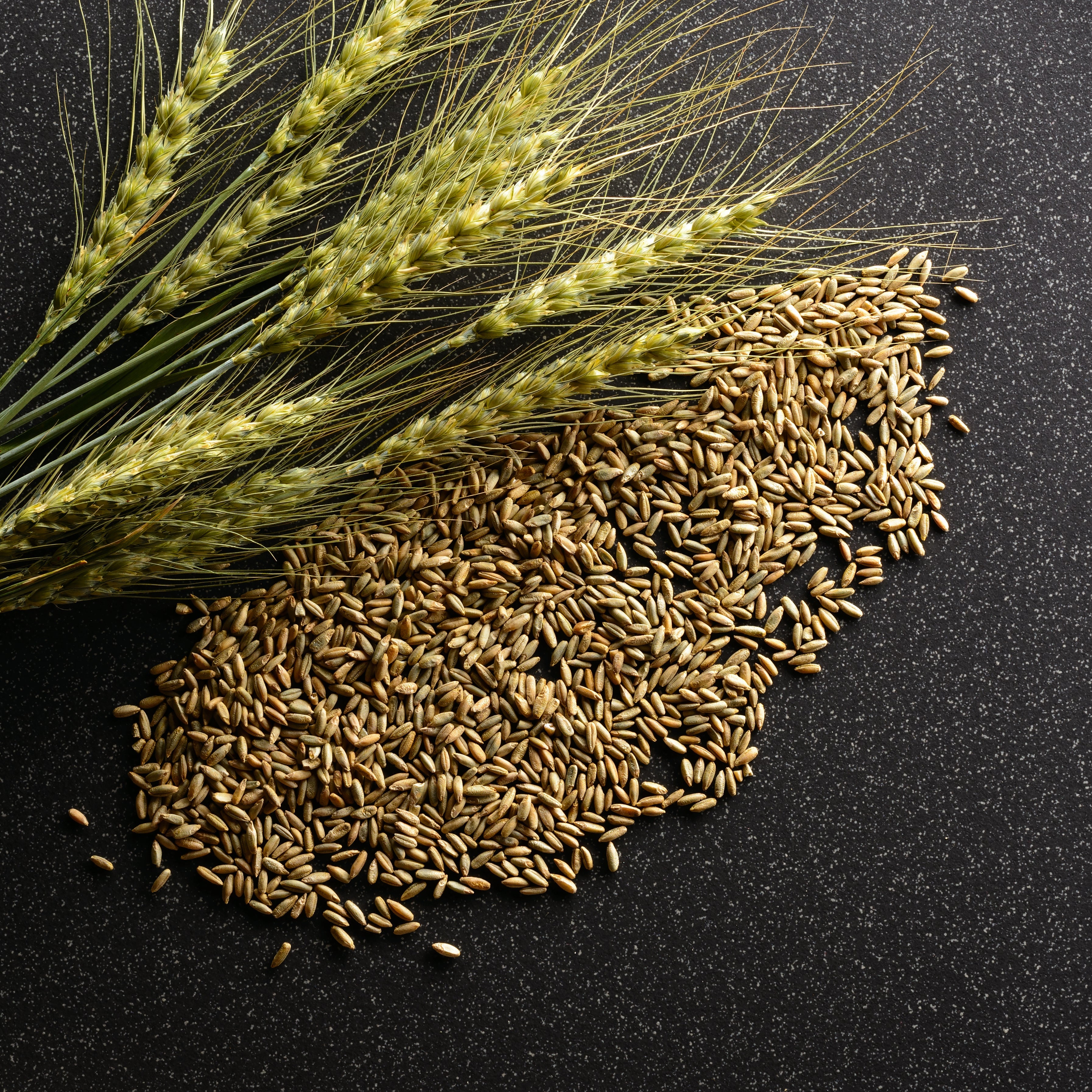 Wheat